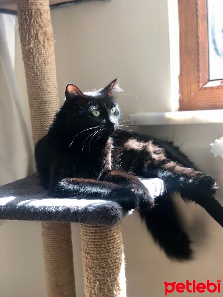 Norwegian Forest, Kedi  Bihter fotoğrafı