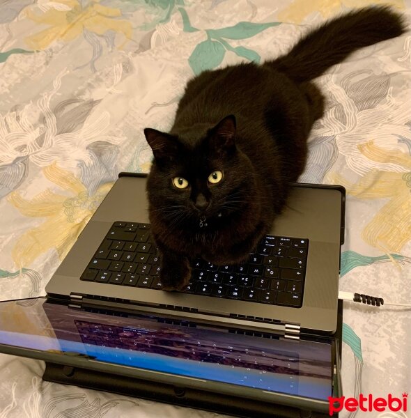 Norwegian Forest, Kedi  Bihter fotoğrafı