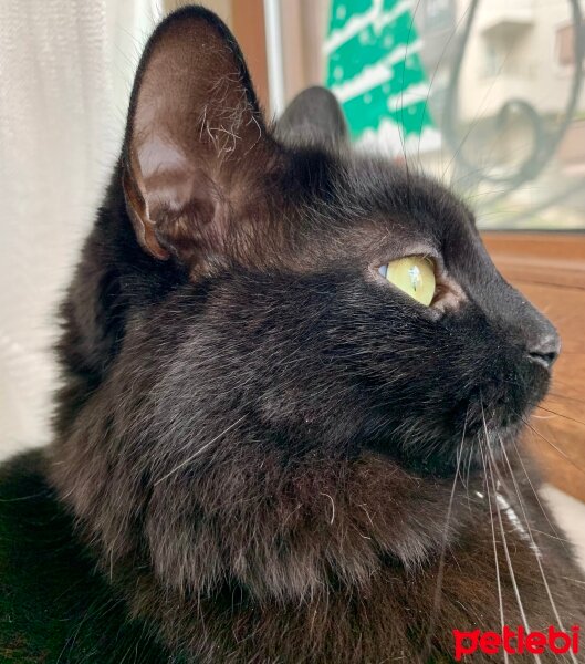 Norwegian Forest, Kedi  Bihter fotoğrafı