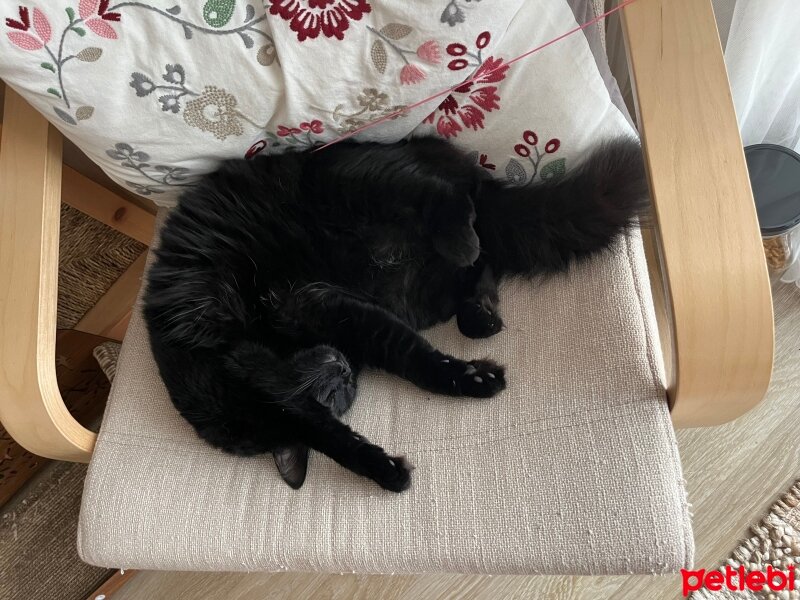 Norwegian Forest, Kedi  Bihter fotoğrafı