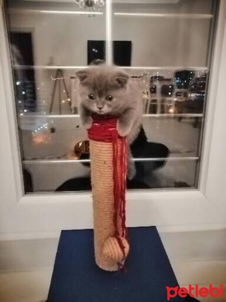 Scottish Fold, Kedi  Daizy fotoğrafı