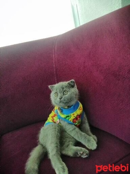 Scottish Fold, Kedi  Daizy fotoğrafı