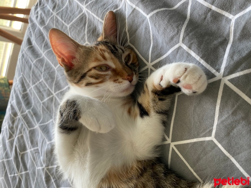 Tekir Kedi, Kedi  Balım fotoğrafı