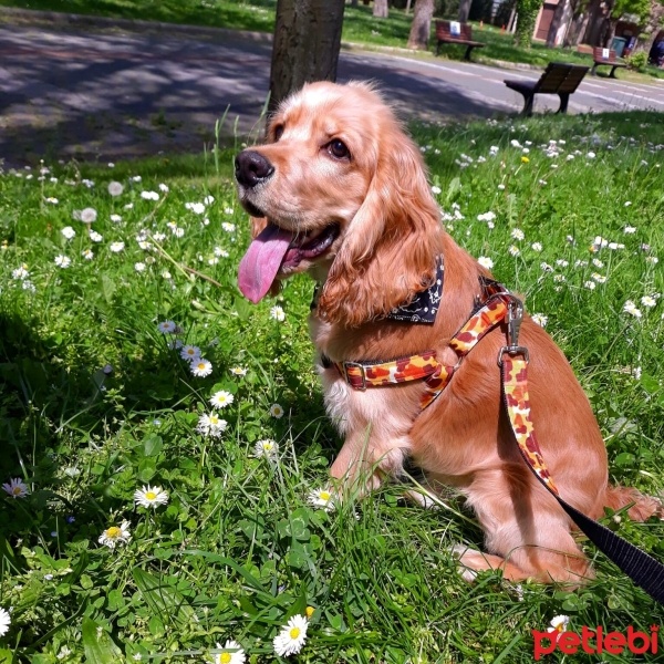 Amerikan Cocker Spaniel, Köpek  Berlin fotoğrafı