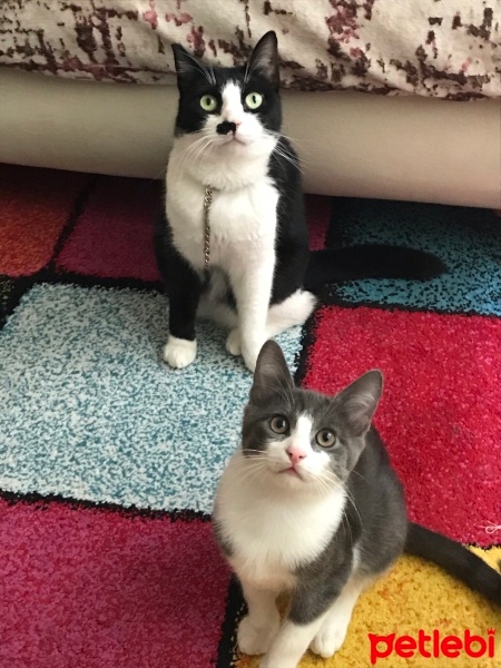 Tekir Kedi, Kedi  Gümüş fotoğrafı