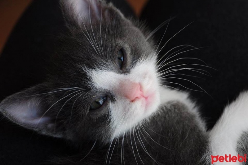 Tekir Kedi, Kedi  Biber fotoğrafı