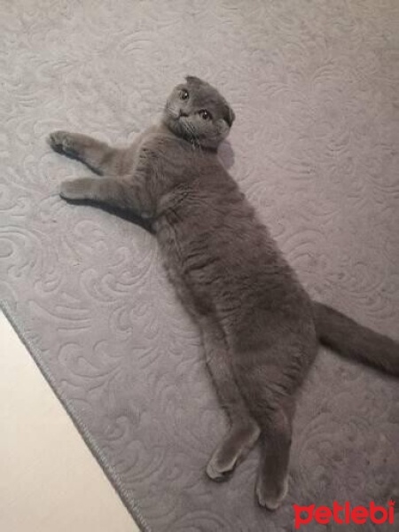 British Shorthair, Kedi  Hera fotoğrafı