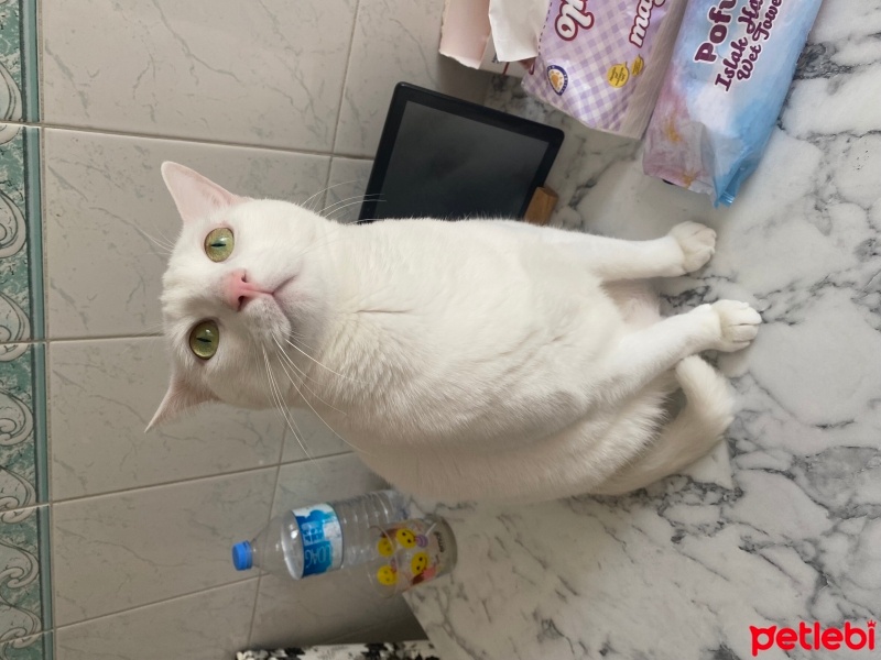 Ankara Kedisi, Kedi  Sütlaç fotoğrafı