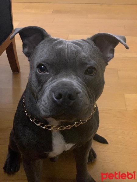 Staffordshire Bull Terrier, Köpek  Body fotoğrafı