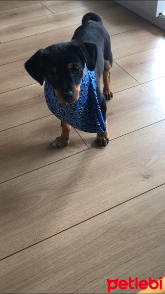 Minyatür Pinscher, Köpek  Alex fotoğrafı