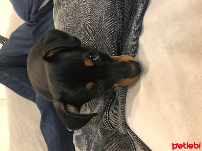 Minyatür Pinscher, Köpek  Alex fotoğrafı