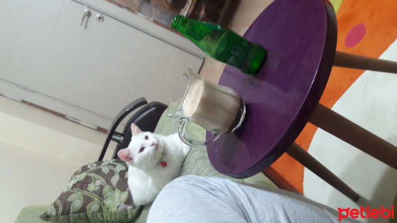 Ankara Kedisi, Kedi  Çakıl fotoğrafı