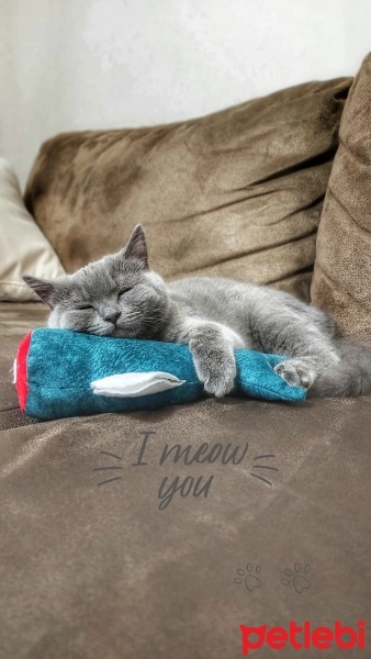 British Shorthair, Kedi  Duman fotoğrafı