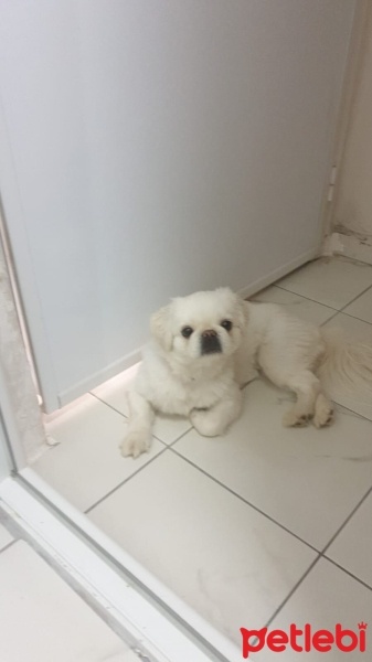 Pekingese, Köpek  Minos fotoğrafı