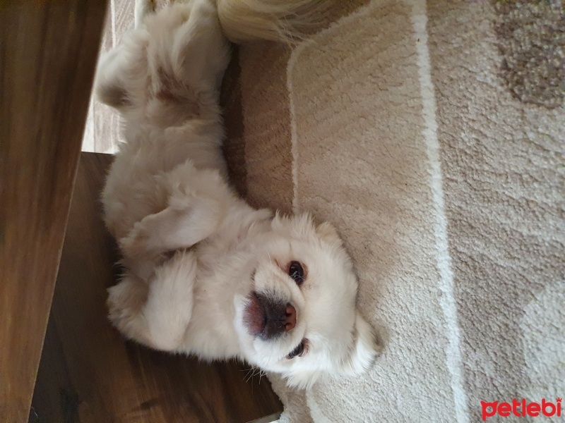 Pekingese, Köpek  Minos fotoğrafı