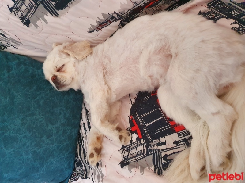 Pekingese, Köpek  Minos fotoğrafı