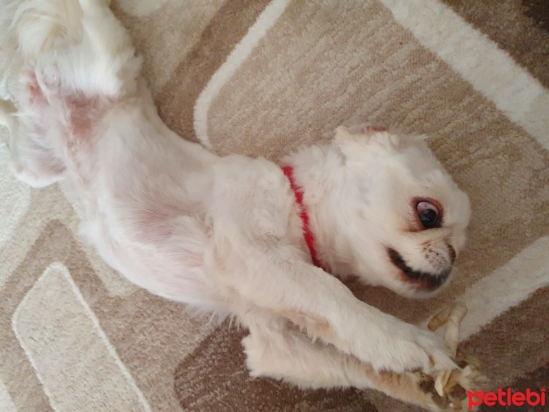 Pekingese, Köpek  Minos fotoğrafı