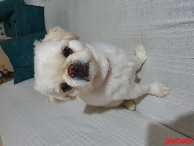 Pekingese, Köpek  Minos fotoğrafı