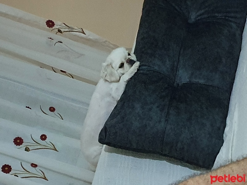 Pekingese, Köpek  Minos fotoğrafı