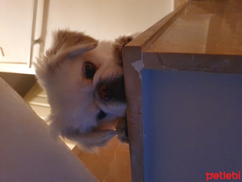 Pekingese, Köpek  Minos fotoğrafı