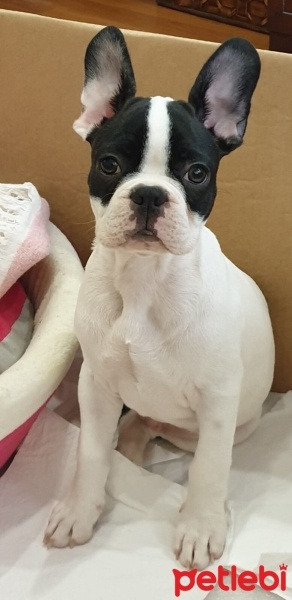 Fransız Bulldog, Köpek  Rio fotoğrafı