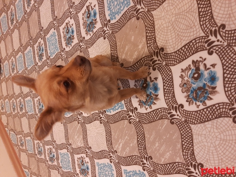 Yorkshire Terrier, Köpek  Tarcin fotoğrafı