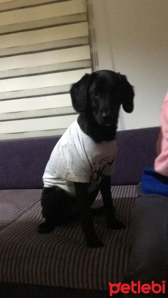 Labrador Retriever, Köpek  Doby fotoğrafı