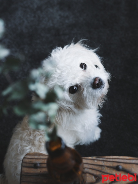 Maltese, Köpek  Poko fotoğrafı