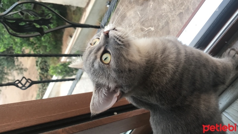 British Shorthair, Kedi  DUMAN fotoğrafı