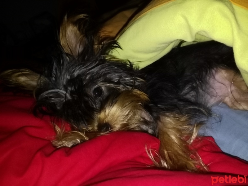 Yorkshire Terrier, Köpek  Mishıa fotoğrafı