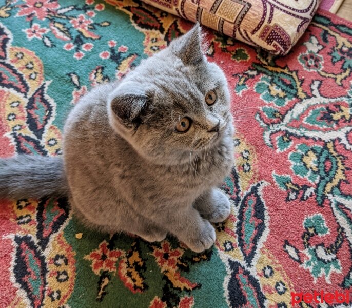 British Shorthair, Kedi  Bulut fotoğrafı