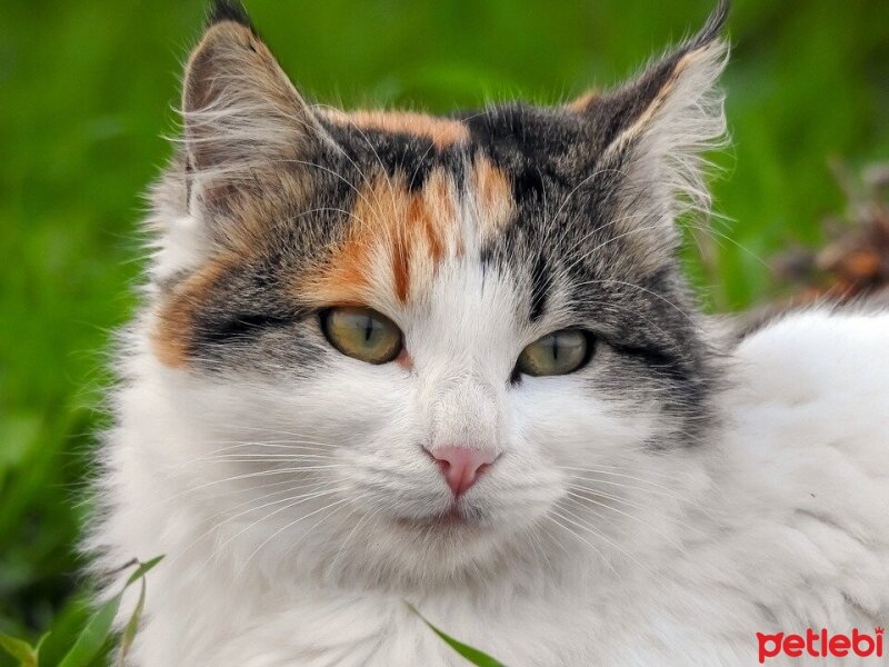 Tekir Kedi, Kedi  Meloş fotoğrafı