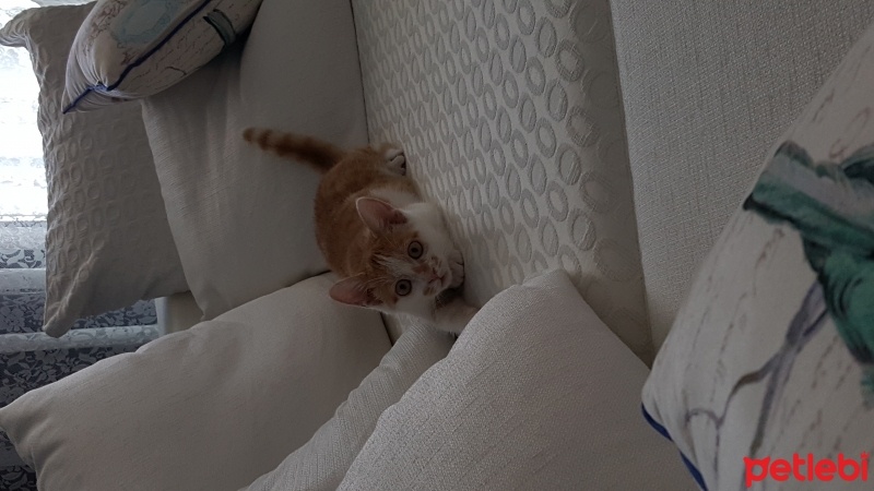 Tekir Kedi, Kedi  Nohut fotoğrafı