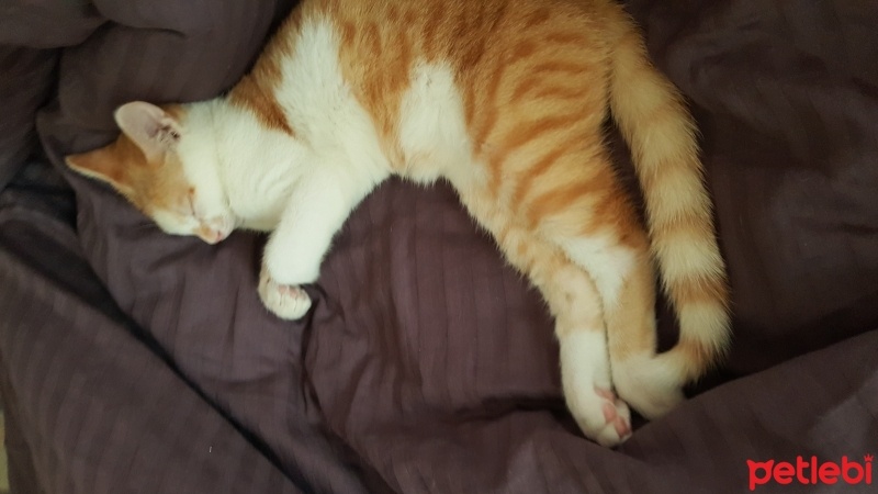 Tekir Kedi, Kedi  Nohut fotoğrafı