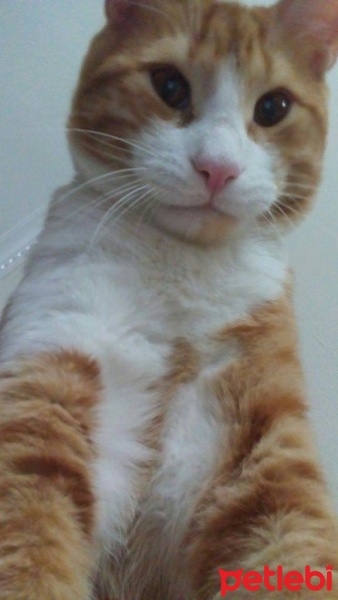 Sibirya Kedisi, Kedi  Çomar fotoğrafı