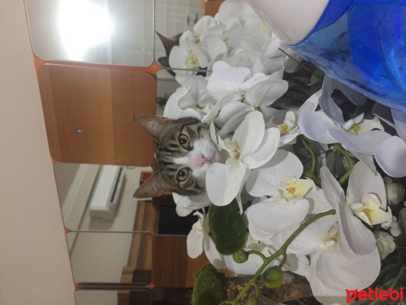 Tekir Kedi, Kedi  LATTE fotoğrafı
