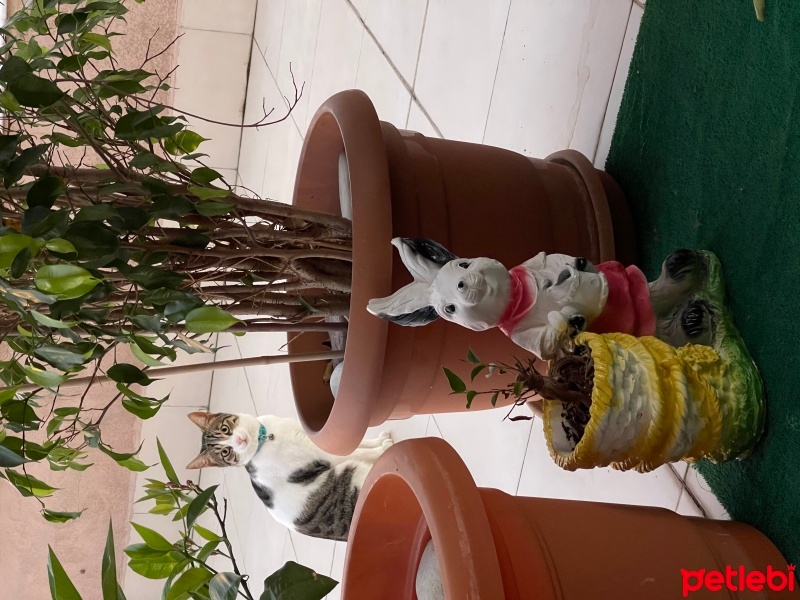 Tekir Kedi, Kedi  LATTE fotoğrafı