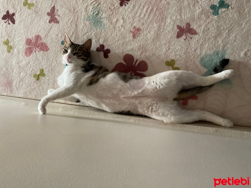 Tekir Kedi, Kedi  LATTE fotoğrafı