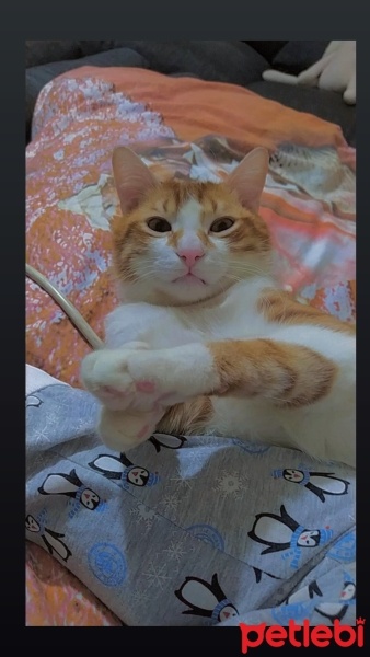 Sarman, Kedi  Limon fotoğrafı
