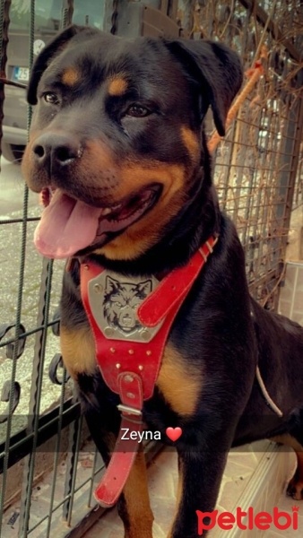 Rottweiler, Köpek  Zeyna fotoğrafı