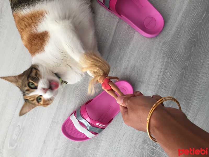 Tekir Kedi, Kedi  Lady fotoğrafı