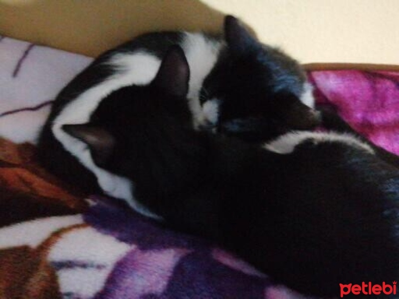 Abyssinian, Kedi  Zeytin fotoğrafı