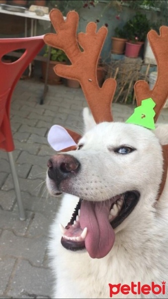 Sibirya Kurdu (Husky), Köpek  Zeus fotoğrafı