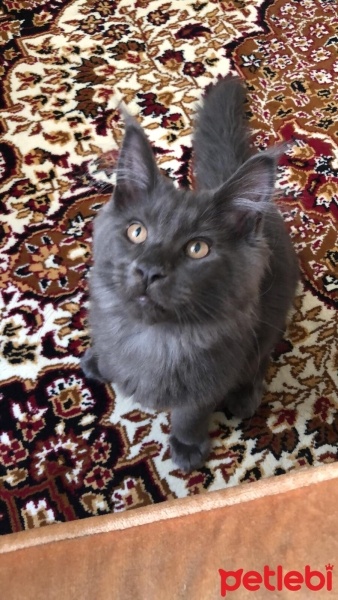 Maine Coon, Kedi  Asil fotoğrafı