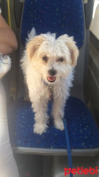 Maltese, Köpek  Loya fotoğrafı