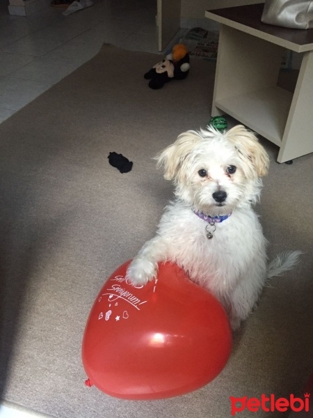 Maltese, Köpek  Loya fotoğrafı