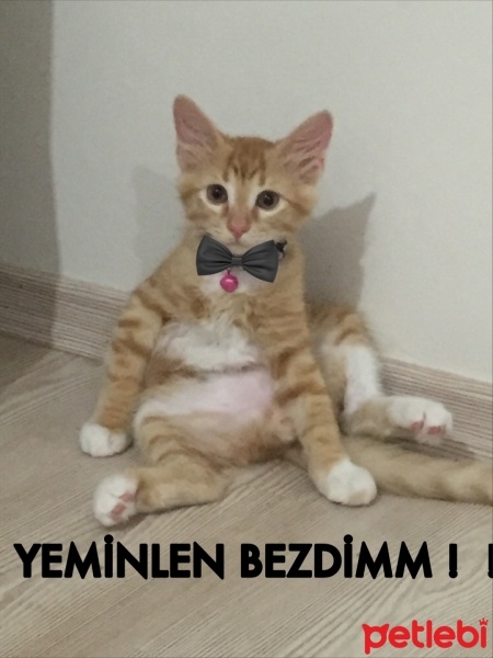 Maltese, Köpek  Loya fotoğrafı