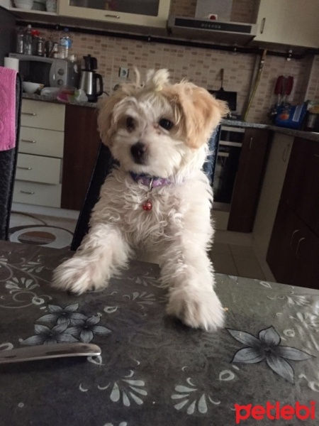 Maltese, Köpek  Loya fotoğrafı