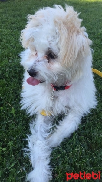 Maltese, Köpek  Loya fotoğrafı