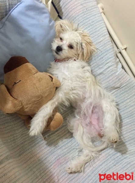 Maltese, Köpek  Loya fotoğrafı